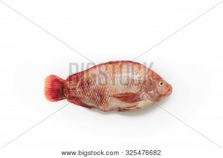 Fresh Raw Fish Isolated Red Tilapia,nile Tiapia (oreochromis Niloticus-mossambicus)