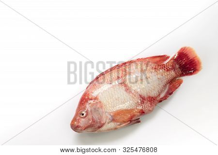 Fresh Raw Fish Isolated Red Tilapia,nile Tiapia (oreochromis Niloticus-mossambicus)