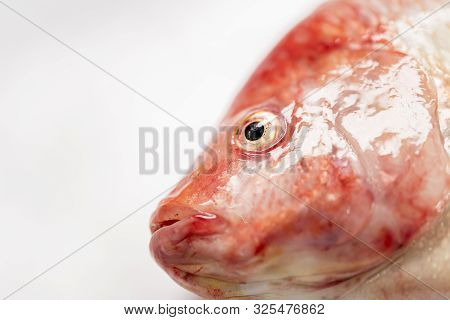 Close Up Fresh Raw Fish,red Tilapia,nile Tiapia (oreochromis Niloticus-mossambicus)