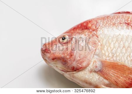 Close Up Fresh Raw Fish,red Tilapia,nile Tiapia (oreochromis Niloticus-mossambicus)
