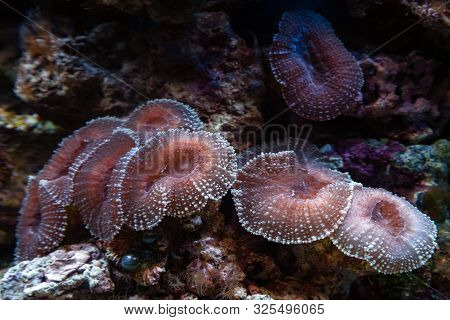 Underwater Shot Of Mushroom Coral (fungiidae) Colony On The Reef In The Aquarium Tank. Colourful Cor