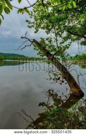 Dead Tree Sticking Out Of The Calm Waters In River At Great Falls Nationsal Park