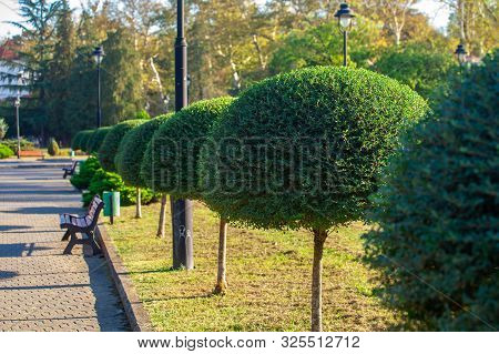 Shrubs And Green Lawns In The Zugdidi Park Of Dadiani. Georgia.