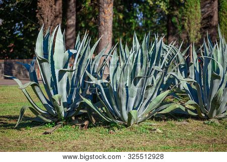 Agave Plant In The Zugdidi Park Of Dadiani. Georgia.