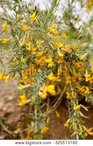 Yellow Flower In The Mountains Of Altai, A Camel Thorn. Desert Plant