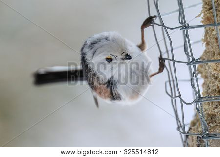 Long Tailed Tit Is White Lively Bird