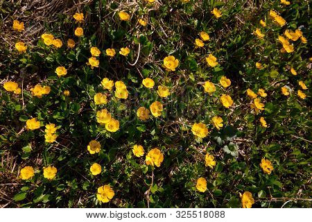 Altai Herbs And Plants, Yellow Flowers On A Background Of Green Grass