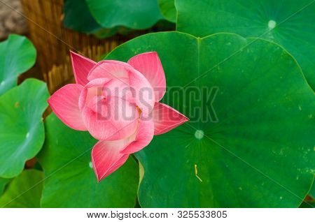 Pink Lotus Flower In Summer