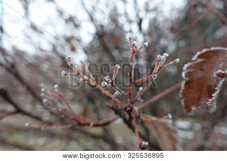 Icing On Thin Branches Of Tree In Winter