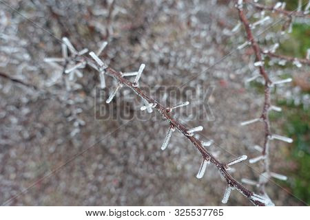Spiny Branch Covered With Hoar Frost In Winter