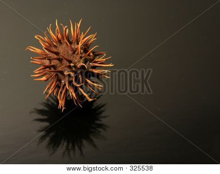 Conker