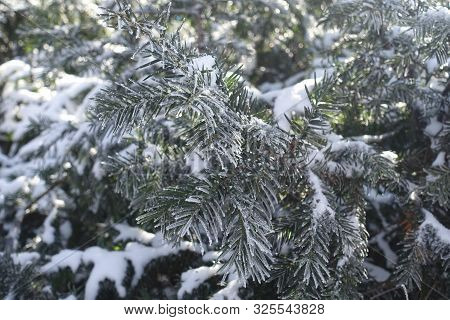Crystals Of Ice Covering Leafage Of Yew In Winter