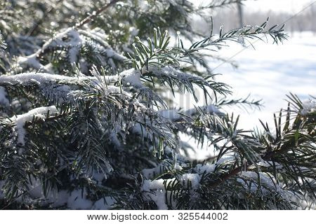 Evergreen Foliage Of Yew Covered With Hoar Frost In Winter