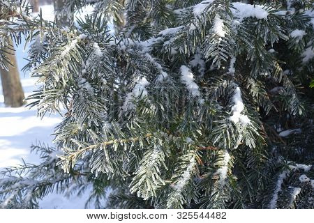 Frost On Branches Of Yew In Winter