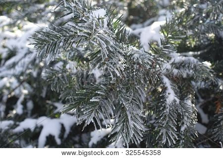 White Hoar Frost Covering Branches Of Yew In Winter