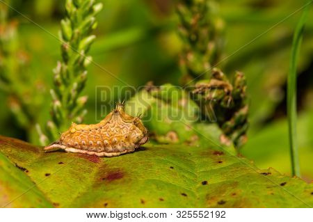 A Close Up Of A Smaller Parasa Caterpillar (parasa Chloris)