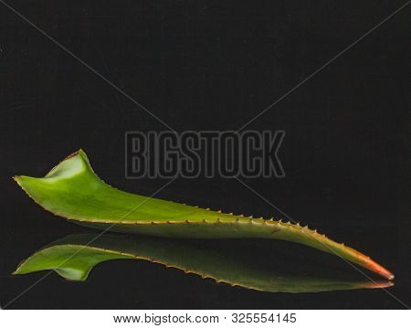 Large Leaf Of Aloe Vera Plant, Antiseptic,  Prevent The Growth Of Disease-causing Microorganisms.