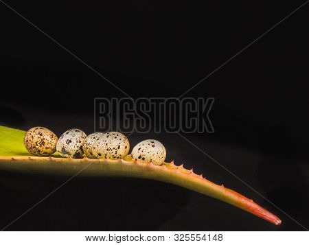 Aloe Vera Plant And Quail Eggs On A Black Background With And Copy Space, Close-up