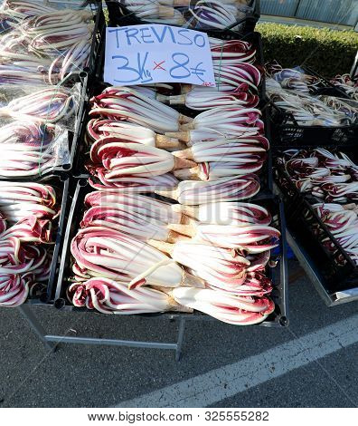 Boxes Of Red Chicory Typical Of Northern Italy Called Radicchio Tardivo With Text Treviso An Italian