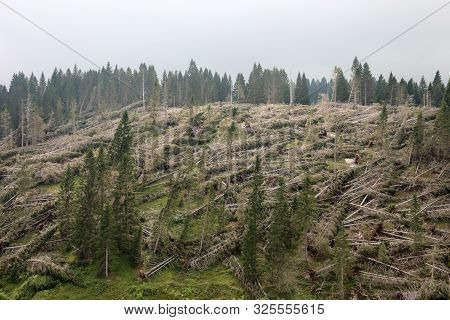 Mountain Without Many Trees After The Terrible Storm In Northern Italy