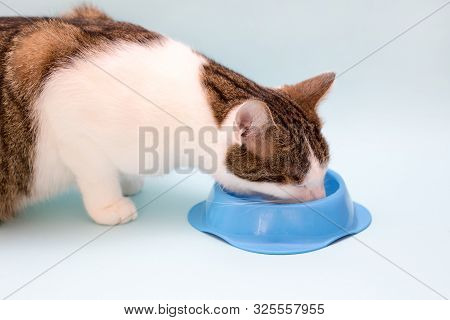 Gray And White Cat Eats Food. Cute Domestic Animal.
