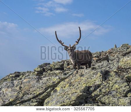 Close Up Male Reindeer Cute Looking To The Camera. Animal In Wild In Natural Environment On Mountain
