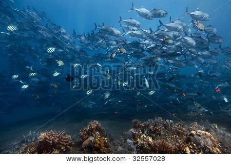 Unterwasser Shooting School of Jackfish mit einigen anderen Arten Schönung über Korallenriff