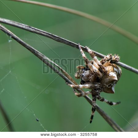 Spider und im web