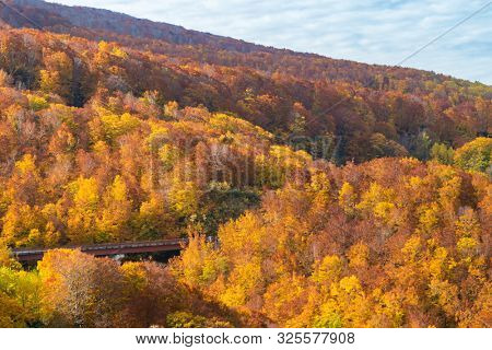 Autumn Fall Landscape of Forest and woods with Jogakura Ohashi Bridge in Aomori Tohoku Japan