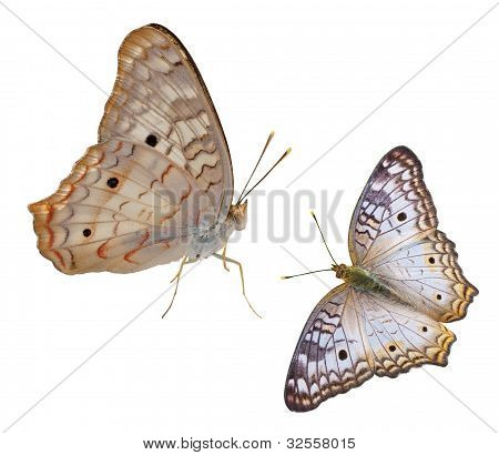 Farfalla bianca