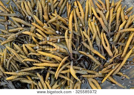 Wet Seaweed Kelp Laminaria Surface Close Up Macro Shot Texture Background