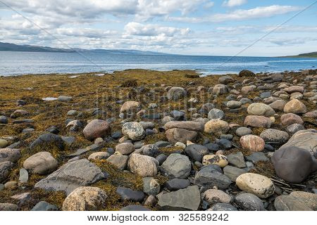 Murmansk, Algae Thrown Surf, Shore Of The Arctic Ocean, Sredniy Peninsula