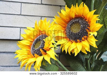 Beautiful Sunflowers, Along The Streets Of, Seattle Washington.