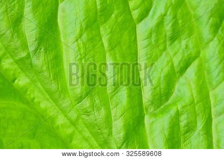 Rainforest Leaf, Background, Green, Texture, Washington State.