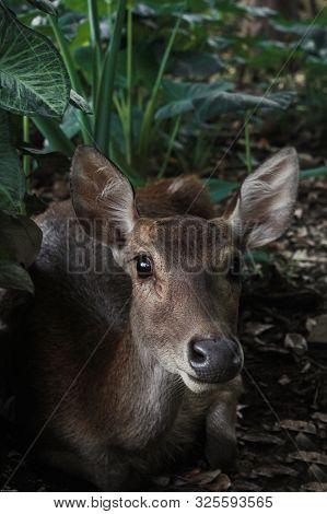 A Deer In The Bush, Is Hiding, Or Relaxing And Shelter From The Heat Of The Sun
