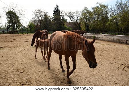 Beautiful Hungarian Gidran Foal Is Continuously Following Her Mother