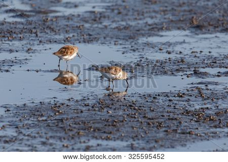Two Shorebird Dunlin, Delta, British Columbia, Canada.