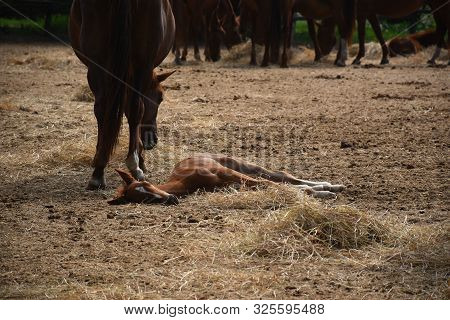 Beautiful Hungarian Gidran Foal Is Resting Next To Her Mother