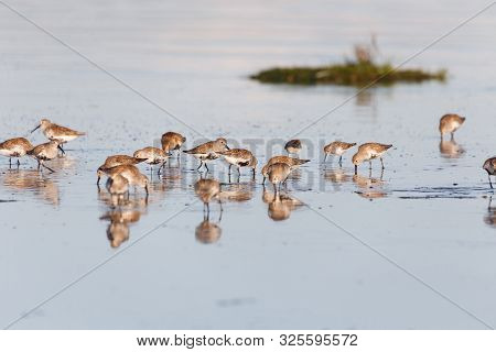 Flock Of Shorebird Dunlin, Delta, British Columbia, Canada.