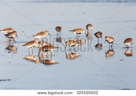 Flock Shorebird Dunlin, Delta, British Columbia, Canada.