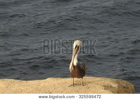 Brown Pelican, Seabird, La Jolla Cove, San Diego.