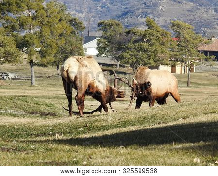 Wild Elk, Tehachapi Mountains, Stallion Springs, California.