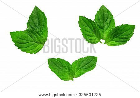 Fresh Greent Leaves Isolated On The White Background. Mint Leaves Isolated.
