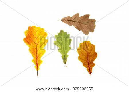 Set Of Oak Tree Leaves Of Diffrent Autumn Colors, Isolated On White