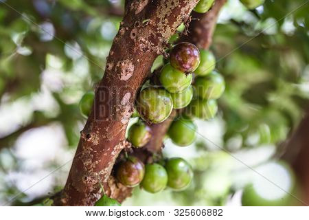 Branches From A Tree Known As Jaboticabeira Or Jabuticabeira, A Brazilian Fruit Tree Of The Mirtacea