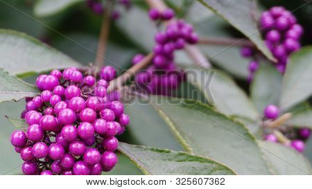Callicarpa Japonica Or Japanese Beautyberry Branch With Leaves And  Large Clusters Purple Berries Cl