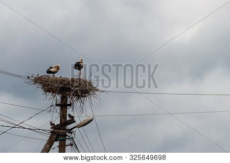 Pair Of White Storks (ciconia Ciconia) In The Nest On The Pole