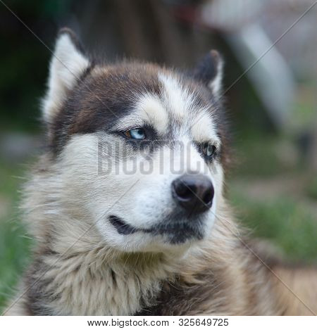 Arctic Malamute With Blue Eyes Muzzle Portrait Close Up. This Is A Fairly Large Dog Native Type