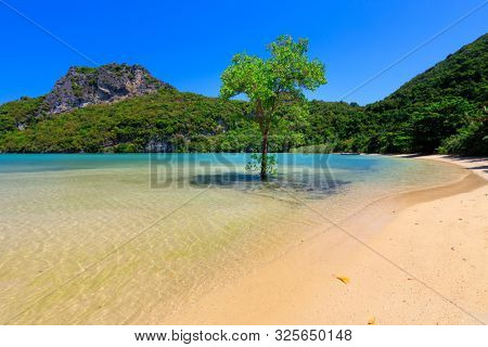 Alone mangrove tree growing in the sea, Ko Phaluai island, Thailand