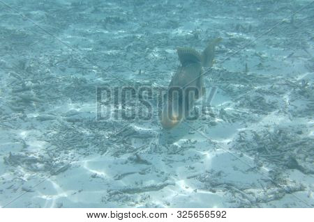 Triggerfish (balistodes Viridescens) Swims In The Indian Ocean, Maldives